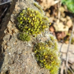 Grimmia sp. (A moss) at Bullen Range - 7 Aug 2022 by HelenCross