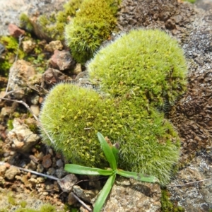 Grimmia sp. at Bullen Range - 7 Aug 2022