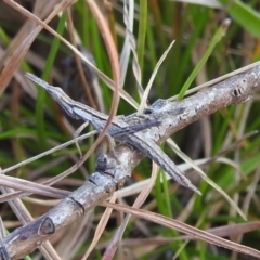 Keyacris scurra (Key's Matchstick Grasshopper) at Bullen Range - 7 Aug 2022 by HelenCross