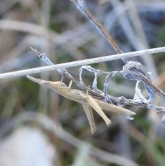 Keyacris scurra at Paddys River, ACT - 7 Aug 2022