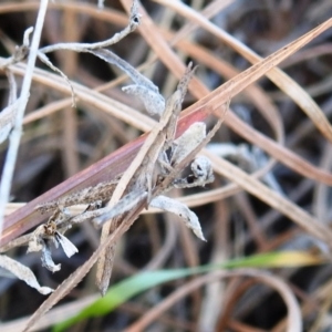 Keyacris scurra at Paddys River, ACT - 7 Aug 2022