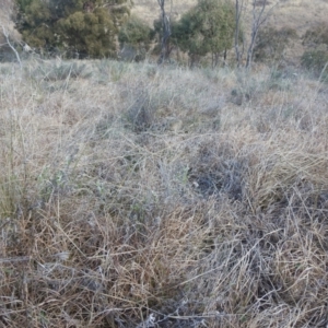 Keyacris scurra at Paddys River, ACT - 7 Aug 2022