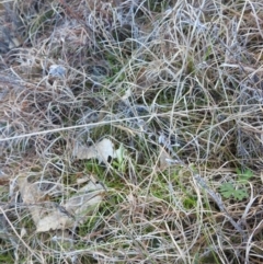 Keyacris scurra at Paddys River, ACT - 7 Aug 2022