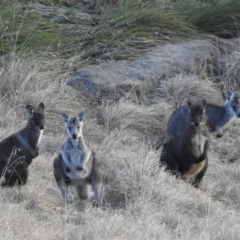 Osphranter robustus (Wallaroo) at Paddys River, ACT - 7 Aug 2022 by HelenCross