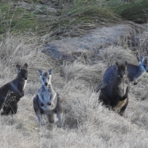 Osphranter robustus robustus at Paddys River, ACT - 7 Aug 2022