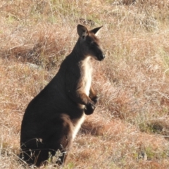 Osphranter robustus at Paddys River, ACT - 7 Aug 2022