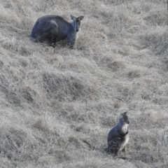 Osphranter robustus at Paddys River, ACT - 7 Aug 2022