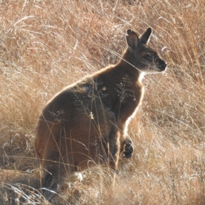 Notamacropus rufogriseus (Red-necked Wallaby) at Lions Youth Haven - Westwood Farm A.C.T. - 7 Aug 2022 by HelenCross