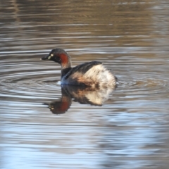 Tachybaptus novaehollandiae (Australasian Grebe) at Paddys River, ACT - 7 Aug 2022 by HelenCross