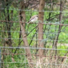 Microeca fascinans (Jacky Winter) at Indigo Valley, VIC - 7 Aug 2022 by Darcy