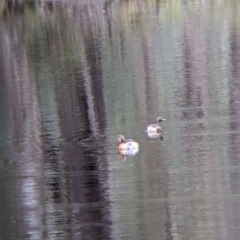 Tachybaptus novaehollandiae (Australasian Grebe) at Chiltern, VIC - 7 Aug 2022 by Darcy