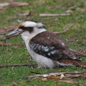 Dacelo novaeguineae at Acton, ACT - 7 Aug 2022 10:03 AM