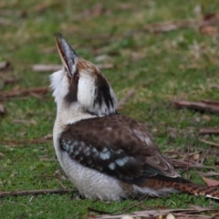 Dacelo novaeguineae at Acton, ACT - 7 Aug 2022 10:03 AM