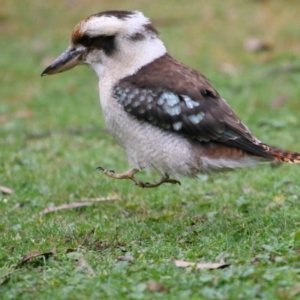 Dacelo novaeguineae at Acton, ACT - 7 Aug 2022 10:03 AM