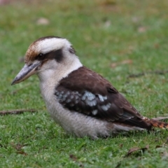 Dacelo novaeguineae at Acton, ACT - 7 Aug 2022 10:03 AM