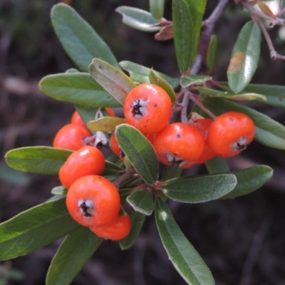 Pyracantha angustifolia (Firethorn, Orange Firethorn) at O'Malley, ACT - 16 Jul 2022 by MichaelBedingfield