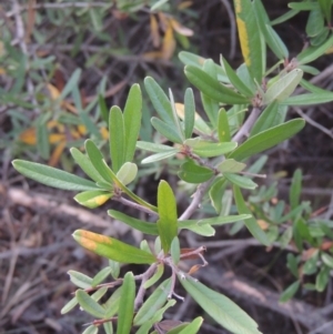 Pyracantha angustifolia at O'Malley, ACT - 16 Jul 2022 03:40 PM