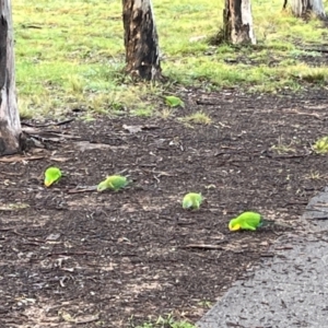 Polytelis swainsonii at Pearce, ACT - 5 Aug 2022