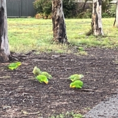 Polytelis swainsonii at Pearce, ACT - 5 Aug 2022