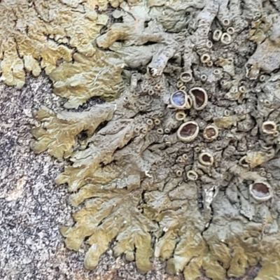 Parmeliaceae (family) (A lichen family) at Lyneham, ACT - 8 Aug 2022 by trevorpreston