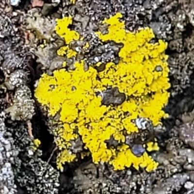 Xanthoria sp. at O'Connor, ACT - 8 Aug 2022 by trevorpreston