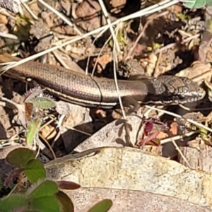 Morethia boulengeri at O'Connor, ACT - 8 Aug 2022 01:00 PM