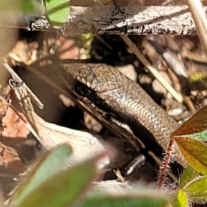 Morethia boulengeri at O'Connor, ACT - 8 Aug 2022