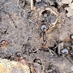 Papyrius sp. (genus) at O'Connor, ACT - 8 Aug 2022