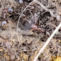 Papyrius sp. (genus) at O'Connor, ACT - 8 Aug 2022