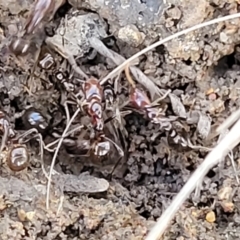 Papyrius sp. (genus) at O'Connor, ACT - 8 Aug 2022