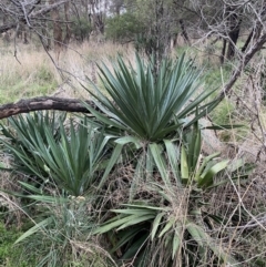 Yucca (genus) at Watson, ACT - 8 Aug 2022 by SteveBorkowskis