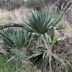 Yucca sp. at Watson, ACT - 8 Aug 2022 02:13 PM