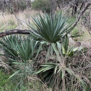 Yucca sp. at Watson, ACT - 8 Aug 2022 02:13 PM