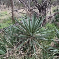 Yucca sp. at Watson, ACT - 8 Aug 2022