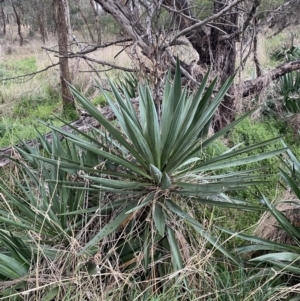 Yucca sp. at Watson, ACT - 8 Aug 2022 02:13 PM