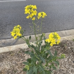 Brassica rapa (Turnip) at Watson, ACT - 8 Aug 2022 by Steve_Bok