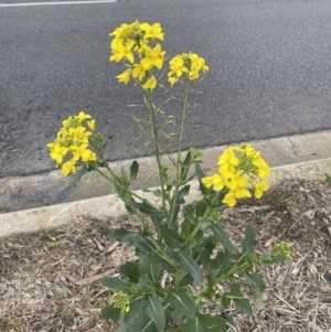 Brassica rapa at Watson, ACT - 8 Aug 2022