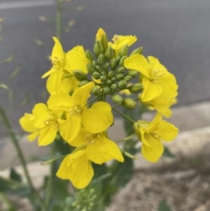 Brassica rapa at Watson, ACT - 8 Aug 2022