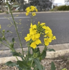 Brassica rapa at Watson, ACT - 8 Aug 2022