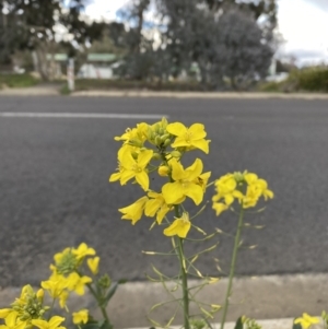 Brassica rapa at Watson, ACT - 8 Aug 2022