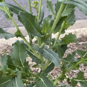 Brassica rapa at Watson, ACT - 8 Aug 2022