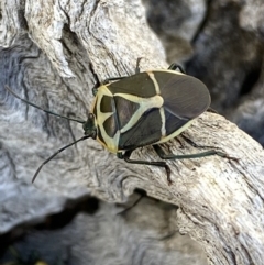 Commius elegans at Watson, ACT - 8 Aug 2022 12:22 PM