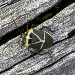 Commius elegans at Watson, ACT - 8 Aug 2022 12:22 PM