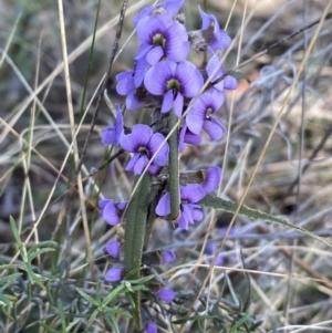 Hovea heterophylla at Watson, ACT - 8 Aug 2022