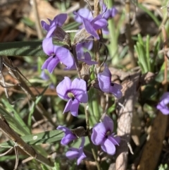 Hovea heterophylla at Watson, ACT - 8 Aug 2022