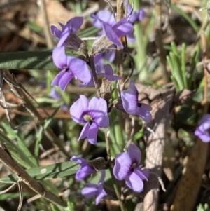 Hovea heterophylla at Watson, ACT - 8 Aug 2022