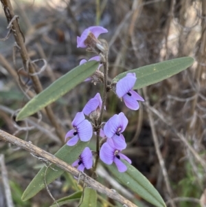 Hovea heterophylla at Watson, ACT - 8 Aug 2022