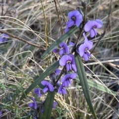 Hovea heterophylla at Watson, ACT - 8 Aug 2022