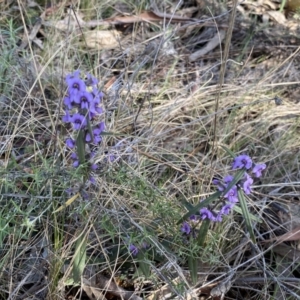 Hovea heterophylla at Watson, ACT - 8 Aug 2022