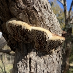 Hexagonia vesparia (Wasp Nest Polypore) at Watson, ACT - 8 Aug 2022 by SteveBorkowskis